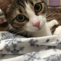Tekir Kedi, Kedi  Laki fotoğrafı