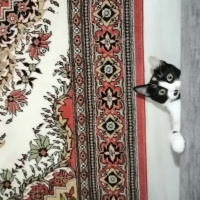 Tekir Kedi, Kedi  Mantar fotoğrafı