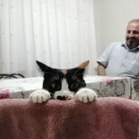 Tekir Kedi, Kedi  Mantar fotoğrafı