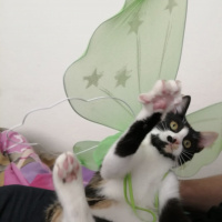 Tekir Kedi, Kedi  Mantar fotoğrafı