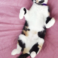 Tekir Kedi, Kedi  Mantar fotoğrafı