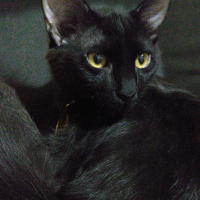 Bombay, Kedi  Yılmaz fotoğrafı