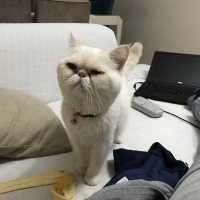Exotic Shorthair, Kedi  Azman fotoğrafı