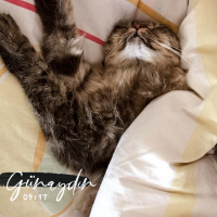 Tekir Kedi, Kedi  Kumsal fotoğrafı