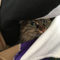 Tekir Kedi, Kedi  Kumsal fotoğrafı