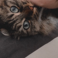 Tekir Kedi, Kedi  Kumsal fotoğrafı