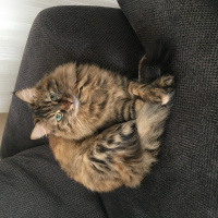 Tekir Kedi, Kedi  Kumsal fotoğrafı