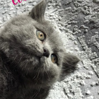 British Shorthair, Kedi  Asel fotoğrafı