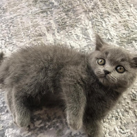 British Shorthair, Kedi  Asel fotoğrafı