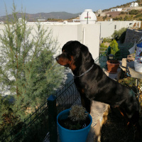Rottweiler, Köpek  bady fotoğrafı