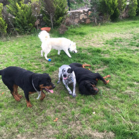 Rottweiler, Köpek  bady fotoğrafı