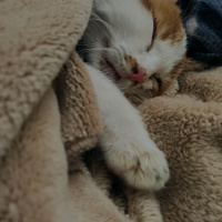 Sarman, Kedi  Tahire fotoğrafı