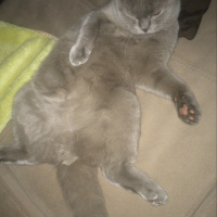 Scottish Fold, Kedi  Pırtav fotoğrafı