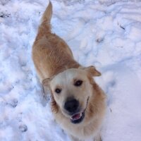 Golden Retriever, Köpek  Buddy fotoğrafı