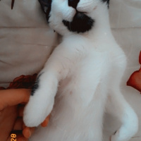 Tuxedo (Smokin) Kedi, Kedi  Karamel fotoğrafı