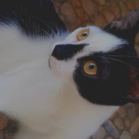 Tuxedo (Smokin) Kedi, Kedi  Karamel fotoğrafı