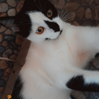 Tuxedo (Smokin) Kedi, Kedi  Karamel fotoğrafı