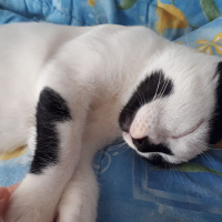 Tuxedo (Smokin) Kedi, Kedi  Karamel fotoğrafı