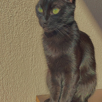 Bombay, Kedi  Pixie fotoğrafı