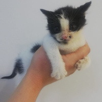 Tuxedo (Smokin) Kedi, Kedi  Smoki fotoğrafı