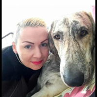 Tuxedo (Smokin) Kedi, Kedi  Smoki fotoğrafı