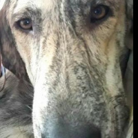 Tuxedo (Smokin) Kedi, Kedi  Smoki fotoğrafı