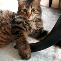 Tuxedo (Smokin) Kedi, Kedi  Smoki fotoğrafı