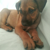 Tuxedo (Smokin) Kedi, Kedi  Smoki fotoğrafı