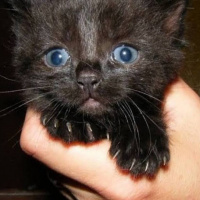 Tuxedo (Smokin) Kedi, Kedi  Smoki fotoğrafı