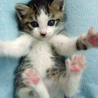 Tuxedo (Smokin) Kedi, Kedi  Smoki fotoğrafı