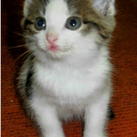 Tuxedo (Smokin) Kedi, Kedi  Smoki fotoğrafı