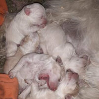 Kangal, Köpek  pusat fotoğrafı