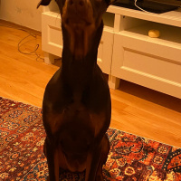 Doberman Pinscher, Köpek  ruby fotoğrafı