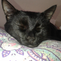 Bombay, Kedi  Mürdüm fotoğrafı