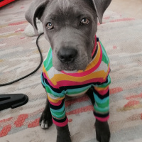 Cane Corso Italiano, Köpek  Delta fotoğrafı
