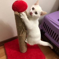 British Shorthair, Kedi  Daisy fotoğrafı