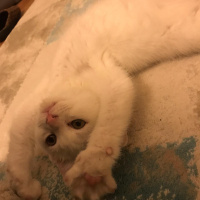 British Shorthair, Kedi  Daisy fotoğrafı