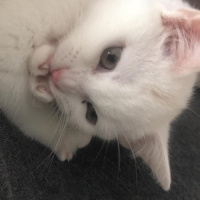 British Shorthair, Kedi  Daisy fotoğrafı