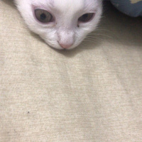 British Shorthair, Kedi  Daisy fotoğrafı