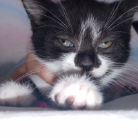 Tekir Kedi, Kedi  Kıvılcım fotoğrafı