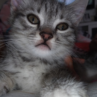 Tekir Kedi, Kedi  Kıvılcım fotoğrafı