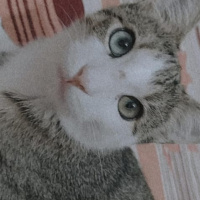 Van Kedisi, Kedi  van kedisi kırması güzel oğlum mavi fotoğrafı