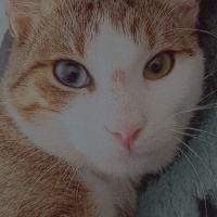 Van Kedisi, Kedi  van kedisi kırması güzel oğlum mavi fotoğrafı