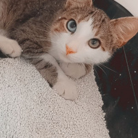 Van Kedisi, Kedi  van kedisi kırması güzel oğlum mavi fotoğrafı