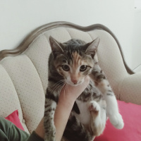 Tekir Kedi, Kedi  Tarçın fotoğrafı