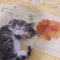 Tekir Kedi, Kedi  Tarçın fotoğrafı