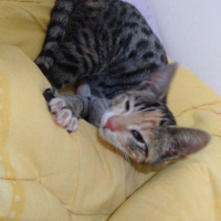 Tekir Kedi, Kedi  Tarçın fotoğrafı