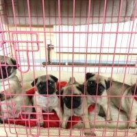 Pug, Köpek  RIFKI fotoğrafı