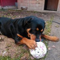 Rottweiler, Köpek  CASH fotoğrafı