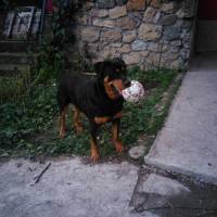 Rottweiler, Köpek  CASH fotoğrafı